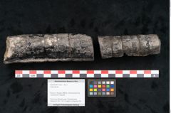 Foto (Objekt + Etikett) von Calamites sp.  (NHMW-GEO-2024-0188-11163)